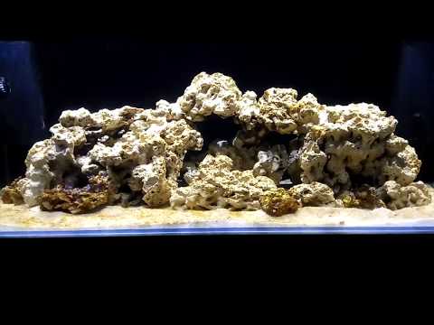 (2) Akwarium morskie 160 L   1 Plaga dino     20 dni od zalania.