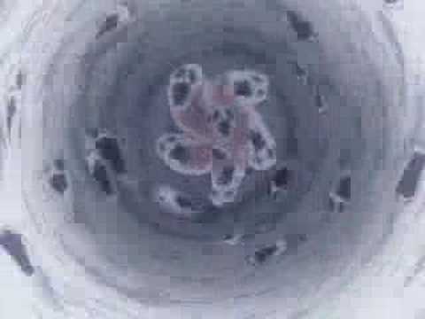 tributo a saga de geminis