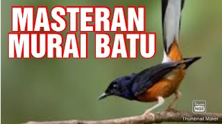 Download lagu Masteran Murai FULL ISIAN... Durasi 1 jam, Tanpa Iklan, Dijamin AMPUH mp3 Download lagu Masteran Murai FULL ISIAN... Durasi 1 jam, Tanpa Iklan, Dijamin AMPUH mp3