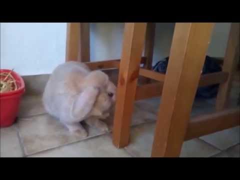 Videoaufnahme mit dem UMI HAMMER