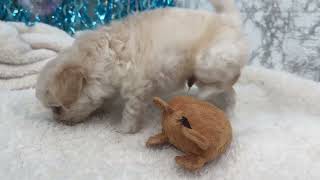 ハーフ犬の動画01