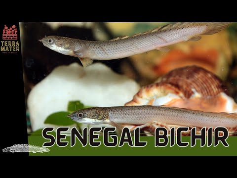 Introduction to Senegal Bichir Polypterus senegalus profile