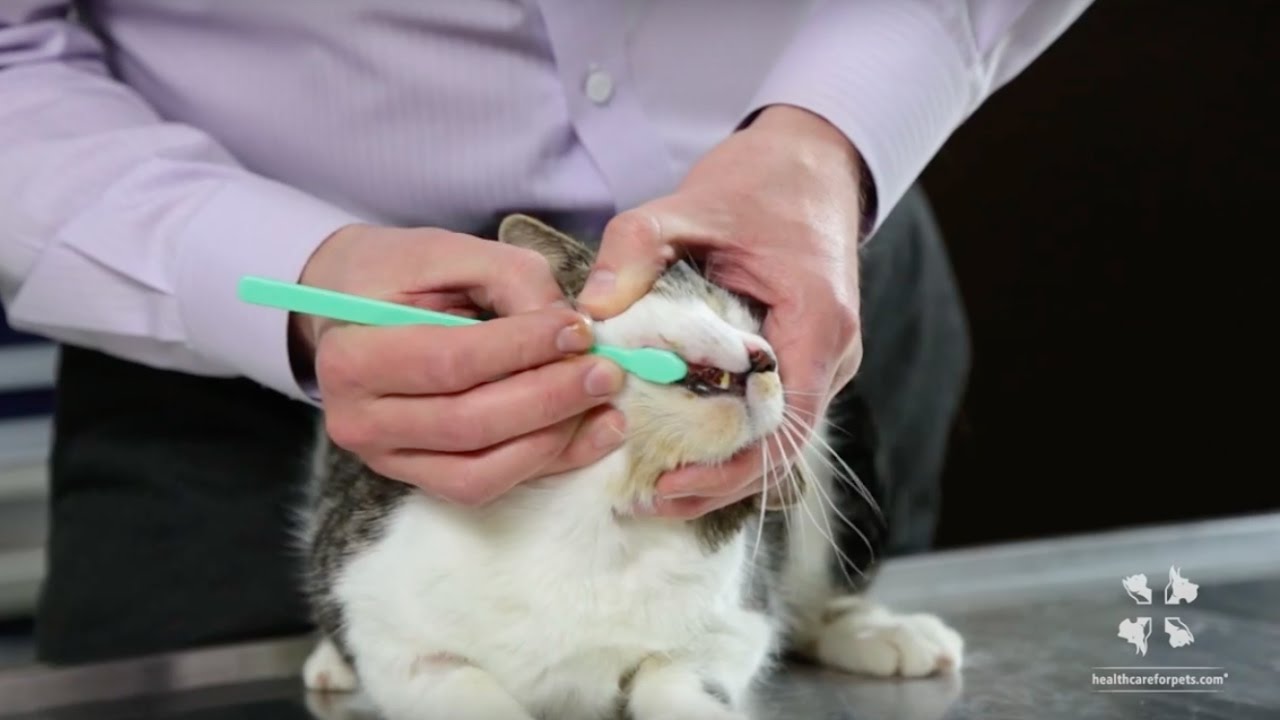 How to Brush a Cat’s Teeth