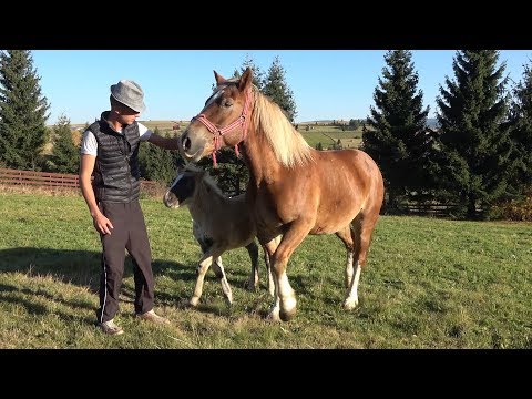 Caii lui Marius de la Marisel, Cluj - 2018 Merita Vazut !!!