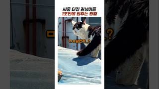 길냥이 싸움 말리기 달인