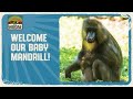 Disney S Animal Kingdom Welcomes A New Baby Mandrill Disney Shorts