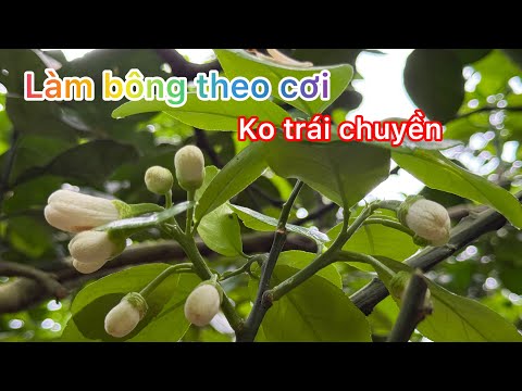 Kết quả làm bông bưởi tết trên cây không trái chuyền