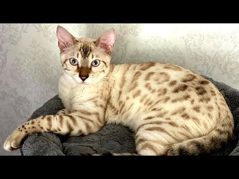 Снежные Бенгалы. Котятам 5 месяцев || Snow Bengals. Kittens are 5 months old.