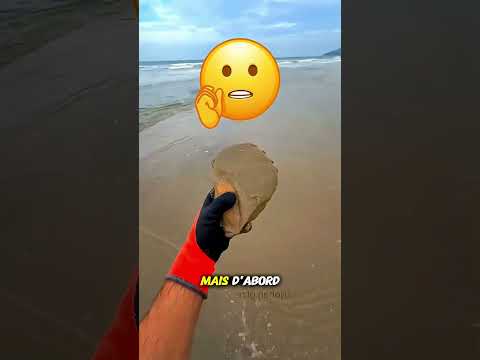 Ce Qu’il a Trouvé sur la Plage Va Vous  😲 #Catsoftiktok#CatLovers#cat#cute#FunnyCats#catcartoon#fyp