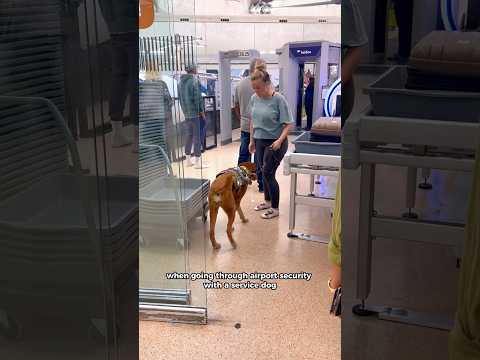 Important✈️ airport security info for Service Dogs #servicedog