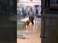 Important ️ Airport Security Info For Service Dogs Servicedog