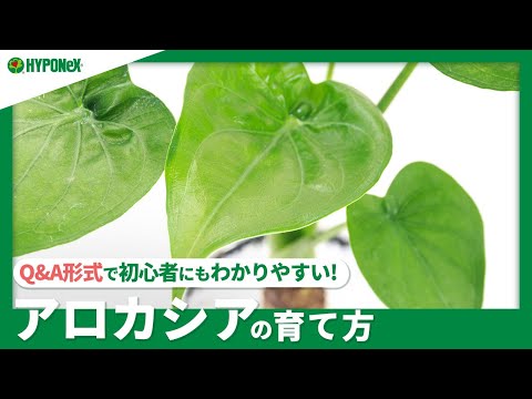 セアノサスの肥料は何ですか？カリフォルニアライラックにいつ肥料を与えるのですか？  庭園