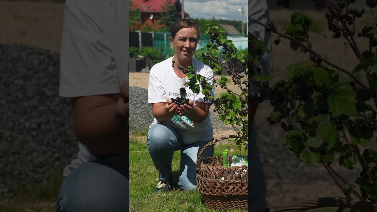 Смородины будет в 2 раза больше в следующем году, если сделать так сразу после сбора ягод!
