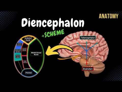 Diencephalon Anatomy (Thalamus, Epithalamus, Subthalamus, Metathalamus, Hypothalamus)