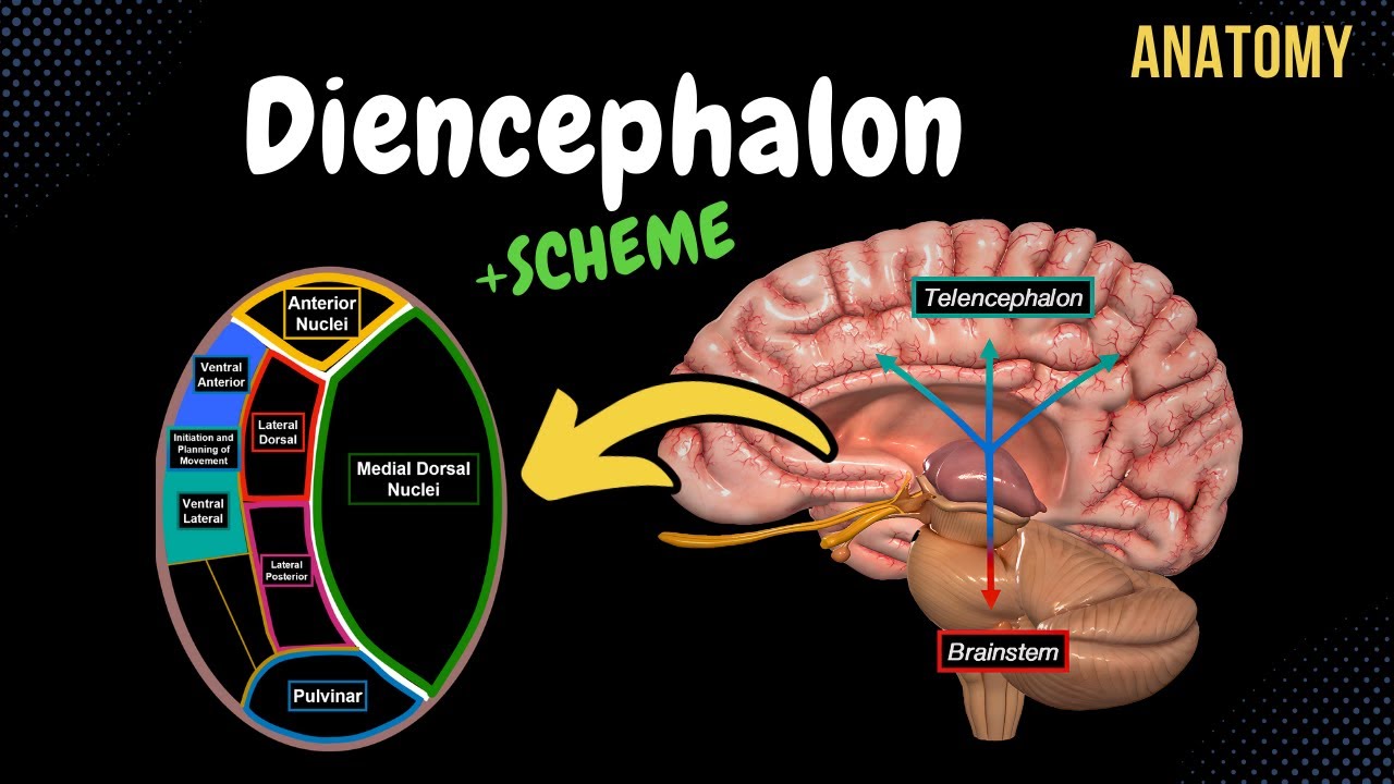 Diencephalon Anatomy (Thalamus, Epithalamus, Subthalamus, Metathalamus, Hypothalamus)