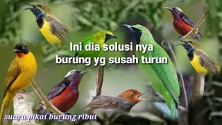 Download lagu SUARA PIKAT BURUNG RIBUT SUSAH TURUN...AMPUH SAMA MP3 INI mp3 Download lagu SUARA PIKAT BURUNG RIBUT SUSAH TURUN...AMPUH SAMA MP3 INI mp3