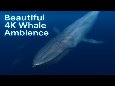 A World of Whales: 4k Ambience- Relax, Sleep, Study (1+ Hour of Deep Relaxation)