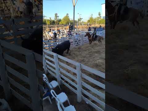 Segundo remate de Los Brangus Santiagueños