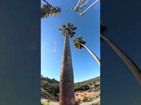 Poda De Palmeras Mexicanas / Rancho Santa FE