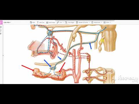 Submandibular salivary glands nerve supply 4