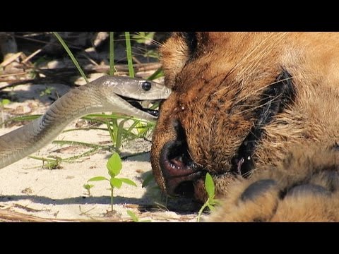 Black Mamba Bites Lion Stock Footage 01