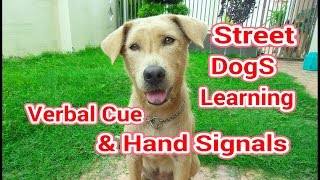 Training Street DogS Using Hand Signals And Verbal Cue