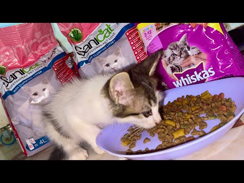 How Much Should I Really Feed My Cat? #video