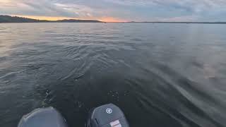 早朝の朝まずめにかかってほしくないキングのチビ、この日2匹目