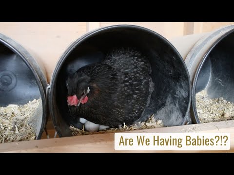 Are We Having Babies?!? What is this Icelandic Hen Doing? Days 1-2