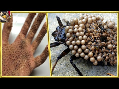 スペインで最も危険な動物