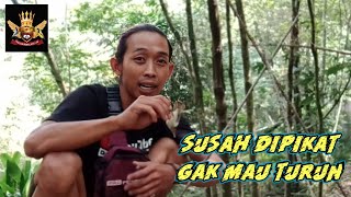 Download lagu Cara mikat burung prenjak kepala merah yang susah mendekat dan tidak mau turun mp3