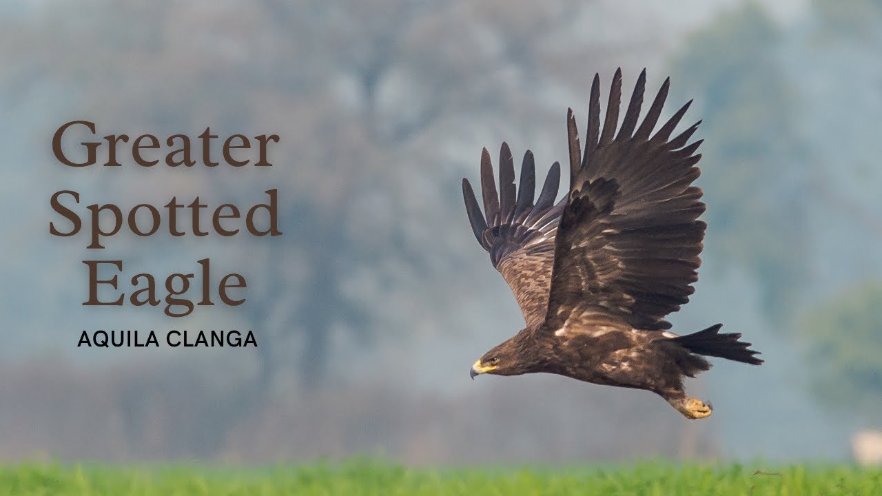 Greater Spotted Eagle - Aquila clanga #Birds #BirdsOfIndia
