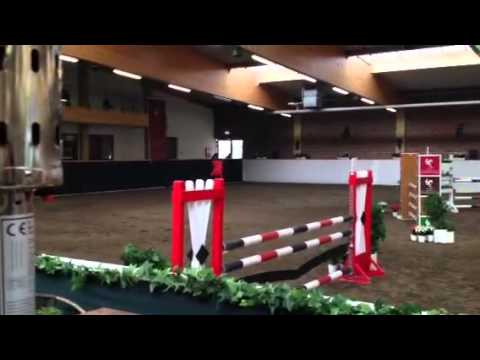 5jähr. Holsteiner Stute Cormint-Caletto1