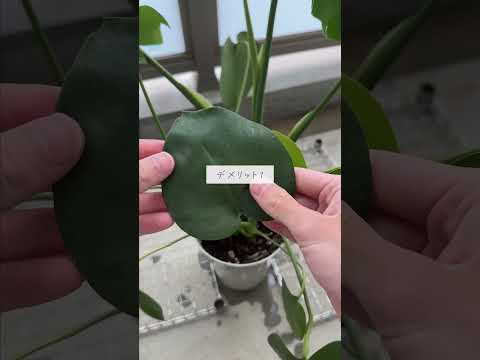 ベランダで芳香植物を育てるには？いつ植えるのか、そしてどのように管理するのか？  庭園