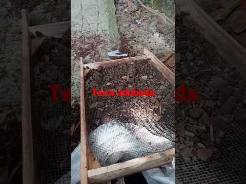 Terra Adubada - Ewandro Cantoa