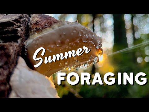 Summer Foraging in the PNW - August Mushroom Hunting, Wild Berries, & Medicinal Plants