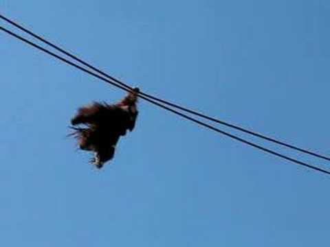 Orangutan Walk