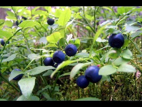 Черника (Vaccinium myrtillus) на садовом участке