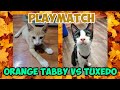 How Do Cats Play Playmatch Between An Orange Tabby Cat And A Tuxedo Cat