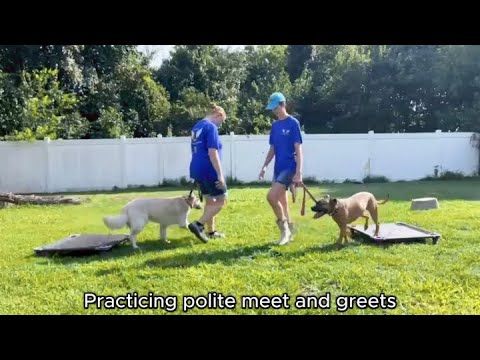 McKayla and Jane working with Vandy and Bruno today on socialization and manners around other dogs!