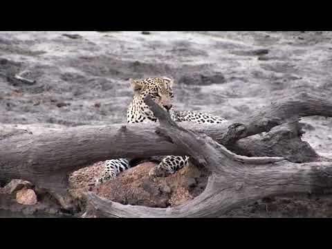 Djuma: Hosana male Leopard waits for Elephants to leave before going to the pan - 17:52 - 11/24/18