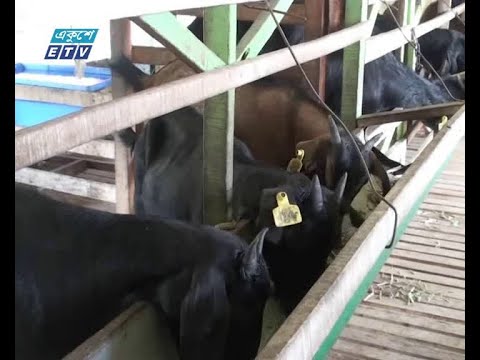 গাজীপুরে ব্ল্যাক বেঙ্গল পালনে সফলতা