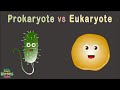 Human Cells /Prokaryotic vs Eukaryotic Cells