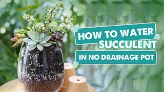 How To Water Succulents In No Drainage Pots | Easy and Simple Tips