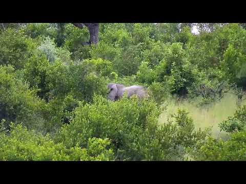 Djuma: Three Elephants in the distance - 09:45 - 01/31/21