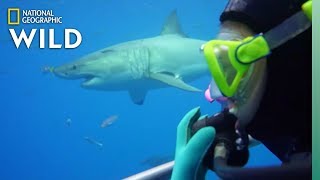 כיצד מדענים חוקרים כרישים | Nat Geo Wild