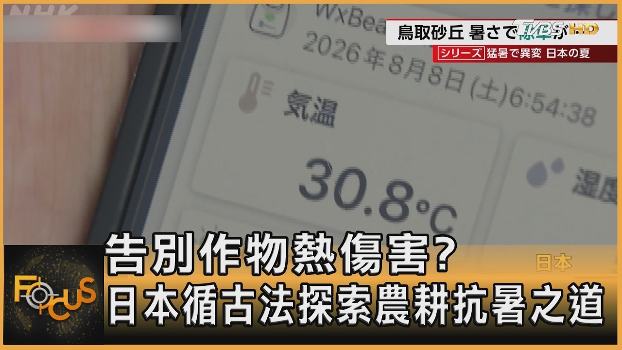 FOCUS全球新聞／告別作物熱傷害? 日本循古法探索農耕抗暑之道