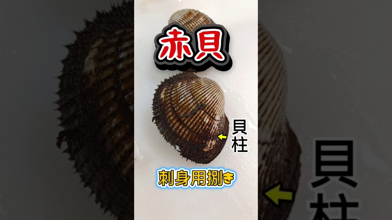 赤貝【刺身用捌き】京都の老舗企業の魚屋の店長が実演 #赤貝 #赤貝捌き方 #西浅