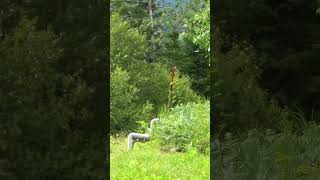Awesome Birdie Cedric! #shorts #sports #viral #discgolf #youtubeshorts #trending #games #fyp #reels