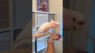Building Trust With a Parrot Is So Special!